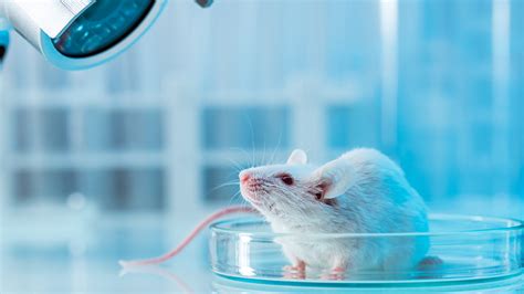 the impact of animal testing on the environment|can animal testing be justified.